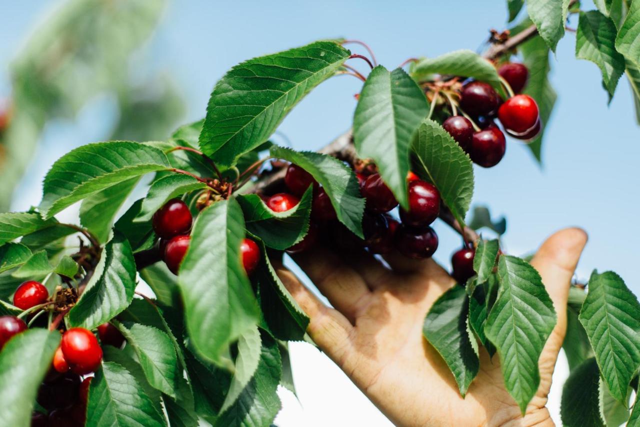 Agriturismo Il Querciolo 그레세토 외부 사진